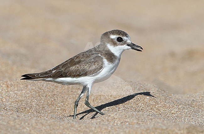 Wintering Lesser Sand Plover (Charadrius mongolus) at the beach at Sur in Oman. stock-image by Agami/Aurélien Audevard,