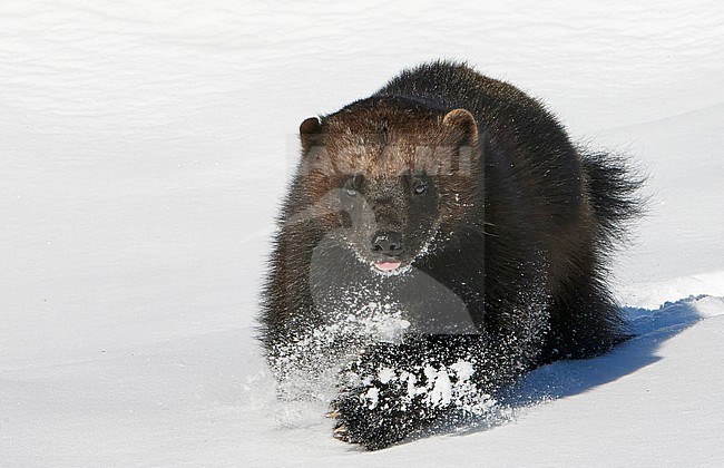 Wolverine (Gulo Gulo) in winter taiga forest at Kajaani in Finland. stock-image by Agami/Markus Varesvuo,