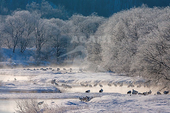 Endangered Red-crowned Crane (Grus japonensis) on Hokkaido in Japan during winter. Big group standing in a river. stock-image by Agami/Marc Guyt,