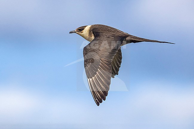 Arctic Skua (Stercoraruis parasiticus) during spring on the tundra of Iceland. stock-image by Agami/Daniele Occhiato,