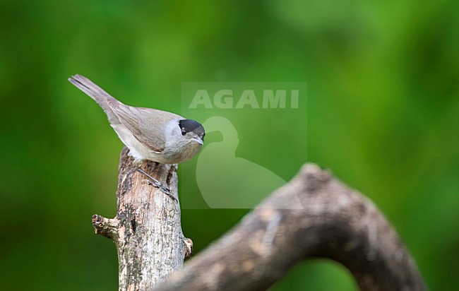 Mannetje Zwartkop op tak; Male Blackcap on a branch stock-image by Agami/Marc Guyt,