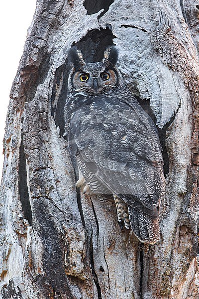 Adult Great Horned Owl (Bubo virginianus) perched against a tree in Victoria, BC, Canada. At its nest hole. stock-image by Agami/Glenn Bartley,