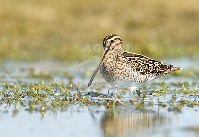Watersnip foeragerend, Common Snipe foraging stock-image by Agami/Roy de Haas,