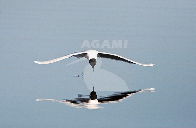 Dwergmeeuw foragerend on de vlucht; Little Gull taking food from surface stock-image by Agami/Marc Guyt,
