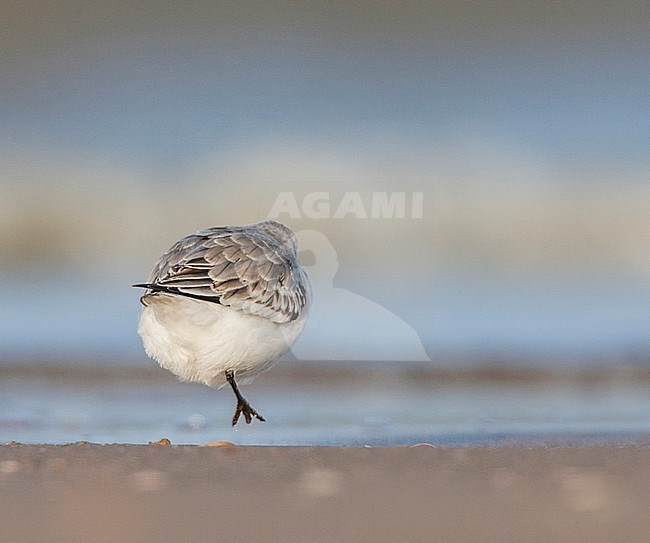 Drieteenstrandloper springend in branding; Sanderling jumping in surf stock-image by Agami/Menno van Duijn,
