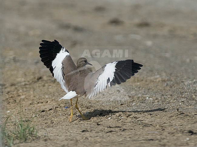 White-tailed Lapwing, Vanellus leucurus with raised wings, photo from behind. Oman, Asia stock-image by Agami/Markku Rantala,