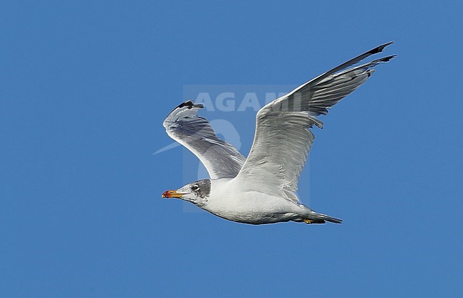 Adult Pallas's Gull, Ichthyaetus ichthyaetus, in winter plumage at Ogi Lake - Mongolia. Also known as the great black-headed gull. stock-image by Agami/Aurélien Audevard,