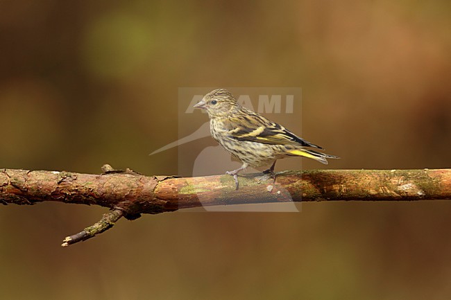 Immature male Eurasian Siskin sitting on pearch in sunlight; stock-image by Agami/Walter Soestbergen,