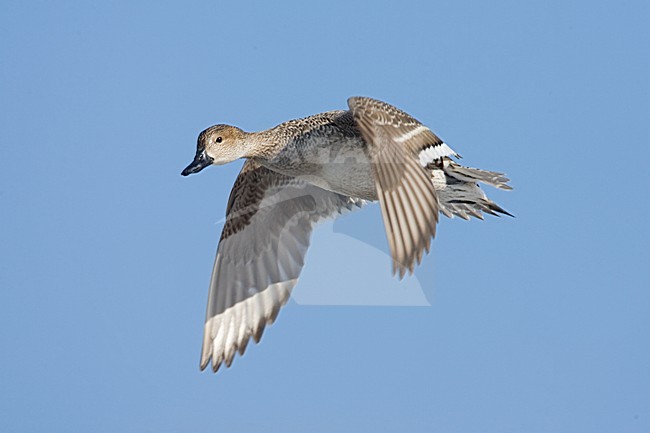 Northern Pintail female flying; Pijlstaart vrouw vliegend stock-image by Agami/Marc Guyt,