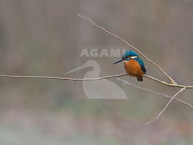 Mannetje IJsvogel op de uitkijk; Male Common Kingfisher on a stake-out stock-image by Agami/Arie Ouwerkerk,