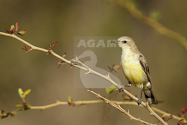 Nile Valley Sunbird - Hedydipna metallica, Oman, adult female stock-image by Agami/Ralph Martin,