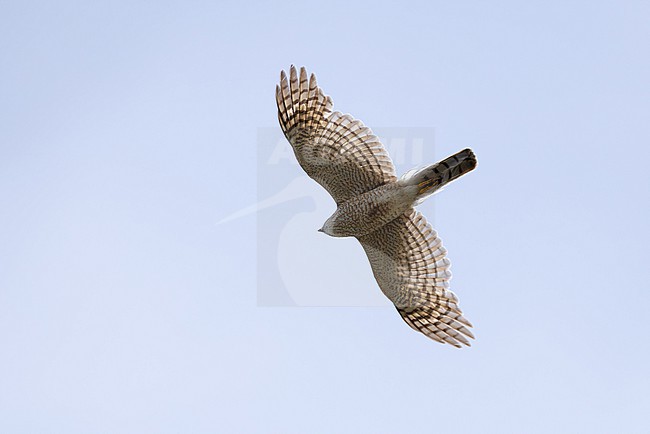 second calendar year or immature female eurasian sparrowhawk (accipiter nisus), found near Khalk River in eastern Mongolia in Dornod Aimag stock-image by Agami/Mathias Putze,