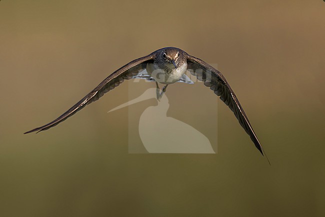 Green Sandpiper (Tringa ochropus) in Italy. stock-image by Agami/Daniele Occhiato,