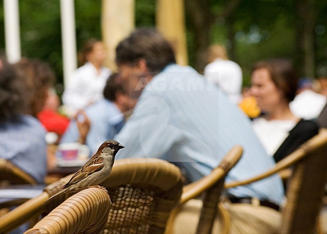 House Sparrow adult male sitting on a chair on a terrace; Huismus volwassen man zittend op een stoel op het terras stock-image by Agami/Marc Guyt,