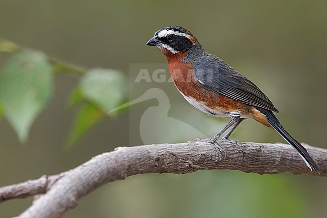 Black-and-chestnut Warbling Finch (Poospiza whitii) Perched on a branch in Argentina stock-image by Agami/Dubi Shapiro,