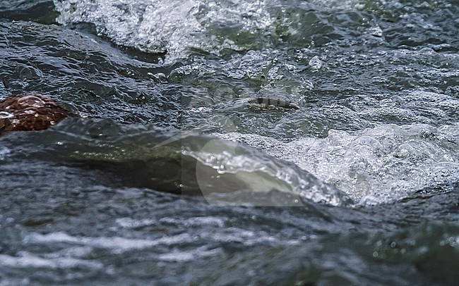 Transcaucasian Water Shrew (Neomys teres) swimming in a river near Kazbegi, Georgia. stock-image by Agami/Vincent Legrand,