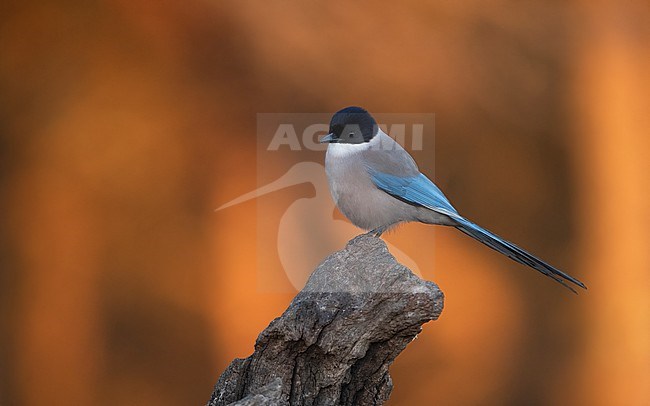 Iberian Magpie (Cyanopica cooki) perched on a rock in the sunrise at Sierra Morena, Andalusia, Spain stock-image by Agami/Helge Sorensen,