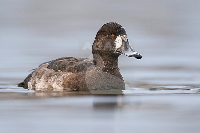 Hybrid Common Pochard x Tufted Duck, Hybride Kuifeend x Tafeleend, Aythya ferina x A. fuligula, France, adult female stock-image by Agami/Ralph Martin,