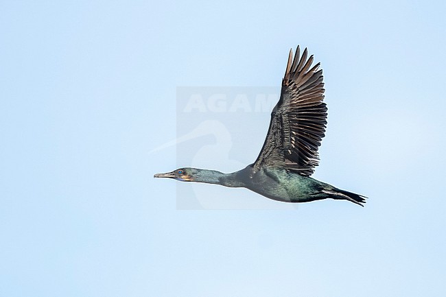 Adult non-breeding Brandt's Cormorant, Urile penicillatus
San Diego Co., CA stock-image by Agami/Brian E Small,
