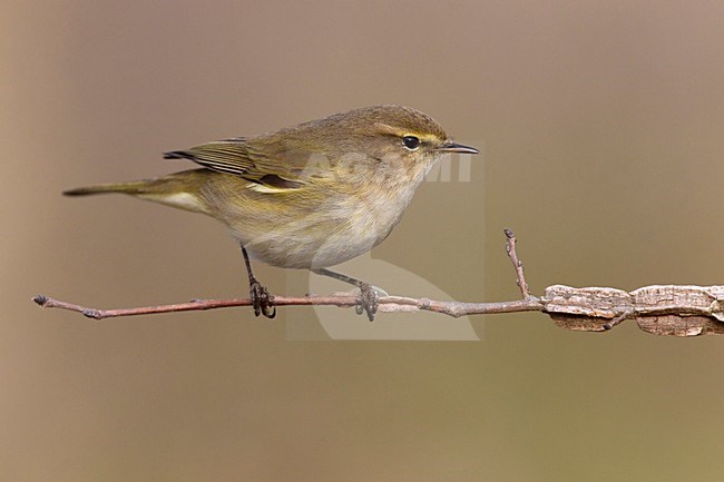 LuÃ¬ piccolo; Common Chiffchaff; Phylloscopus collybita stock-image by Agami/Daniele Occhiato,