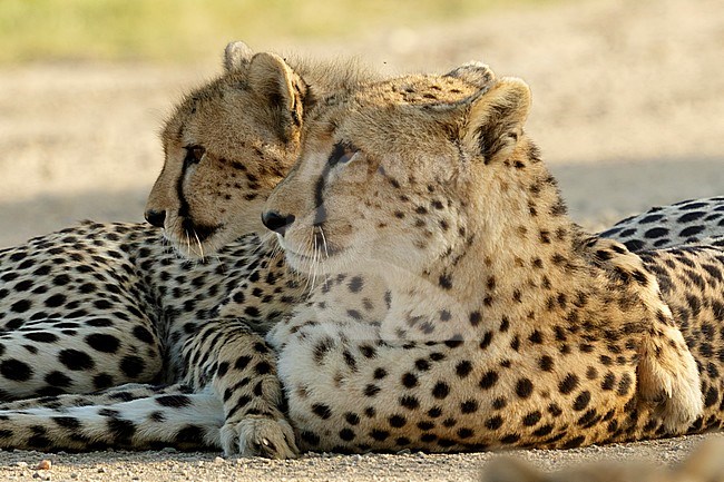 Jachtluipaard moeder met jong; Cheetah mom with cub stock-image by Agami/Walter Soestbergen,