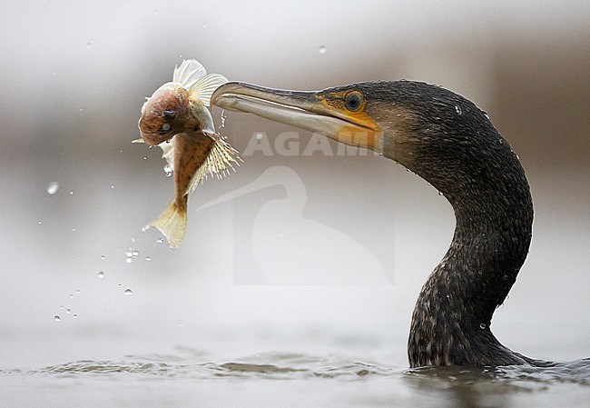 Cormorant (Phalacrocorax carbo) Hungary January 2014 stock-image by Agami/Markus Varesvuo,