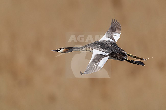 Adult great crested grebe (podiceps cristatus) in breeding plumage in flight stock-image by Agami/Mathias Putze,