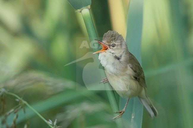 Marsh Warbler - Sumpfrohrsänger - Acrocephalus palustris, Germany stock-image by Agami/Ralph Martin,