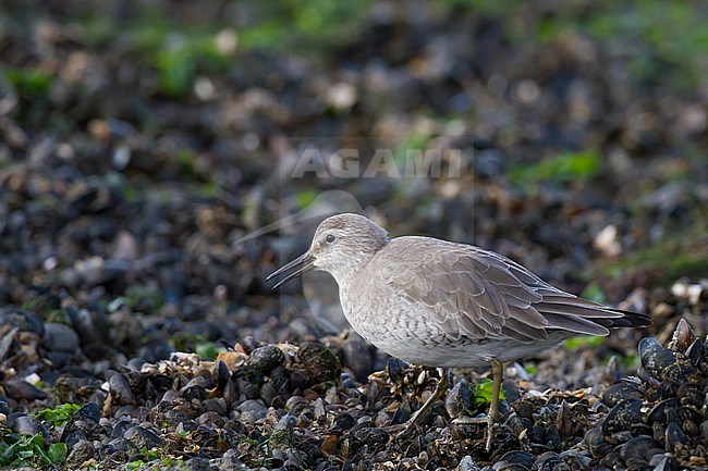 Red Knot, Calidris canutus first winter foraging on mussels on rocks at pier. Knot swallowing a mussel from pier with mussels and weed covered rocks. stock-image by Agami/Menno van Duijn,