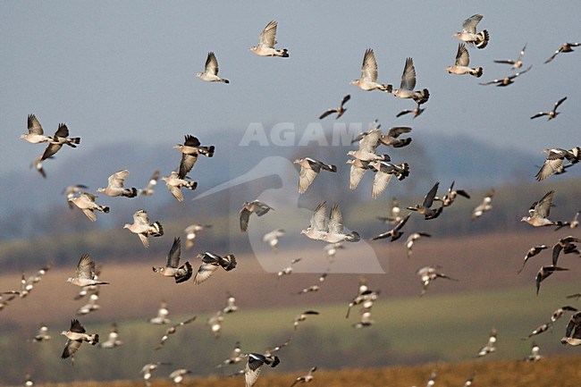 Grote groep Houtduiven; Large flock of Common Wood Pigeons stock-image by Agami/Marc Guyt,