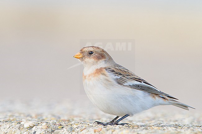 Snow Bunting, Plectrophenax nivalis, in winter plumage sitting on basalt rocks part of small flock winterin at North Sea coast. Adult male of subspecies novalis. stock-image by Agami/Menno van Duijn,