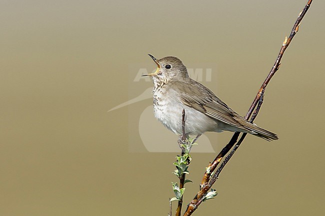 Adult Grey-cheeked Thrush (Catharus minimus) singing from a small bush on Seward Peninsula, Alaska USA. During short arctic summer. stock-image by Agami/Brian E Small,