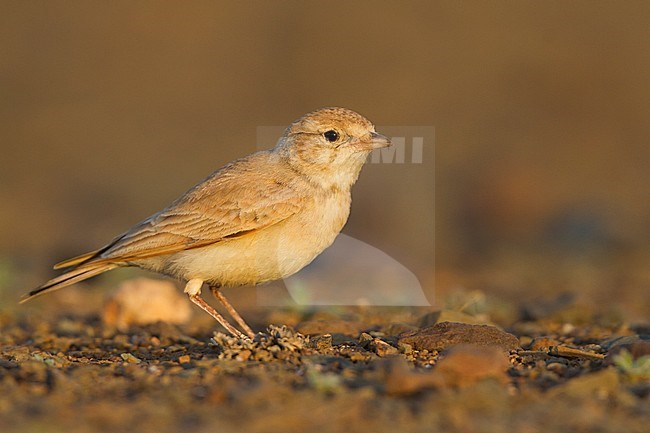 Bar-tailed Desert Lark (Ammomanes cincturus); Morocco, adult stock-image by Agami/Ralph Martin,