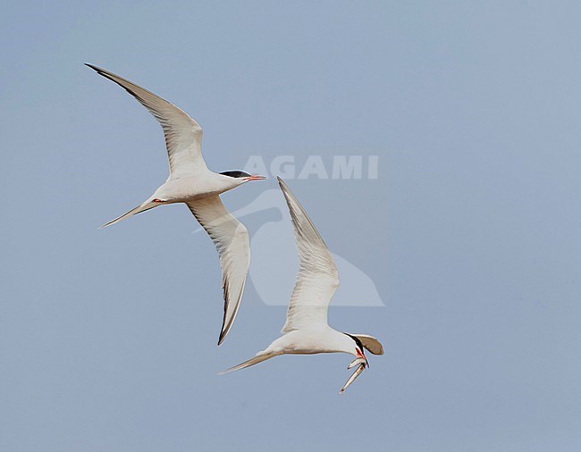 Common Tern (Sterna hirundo) on the Wadden island Texel in the Netherlands. stock-image by Agami/Marc Guyt,