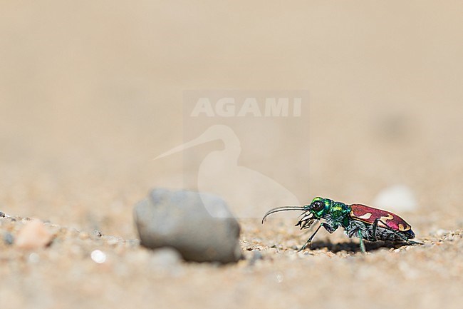 Cicindela nitida, Russia (Baikal), imago stock-image by Agami/Ralph Martin,