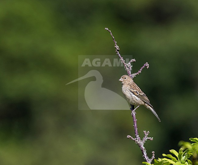 Immature Atlantic canary (Serinus canaria) on Madeira, Portugal. stock-image by Agami/Pete Morris,
