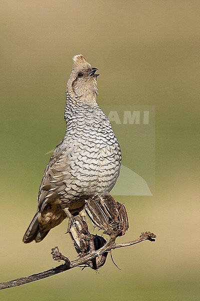 Adult 
Cochise Co., AZ 
July 2007 stock-image by Agami/Brian E Small,