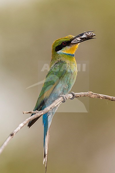 A little bee-eater, Merops pusillus, holding a cicada in its beak. Savuti, Chobe National Park, Botswana stock-image by Agami/Sergio Pitamitz,