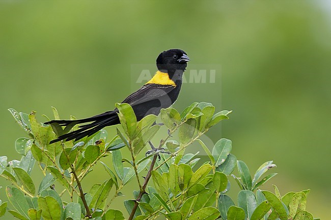 Yellow-mantled Widowbird (Euplectes macroura) male perched on a branch in a rainforest in Ghana. stock-image by Agami/Dubi Shapiro,
