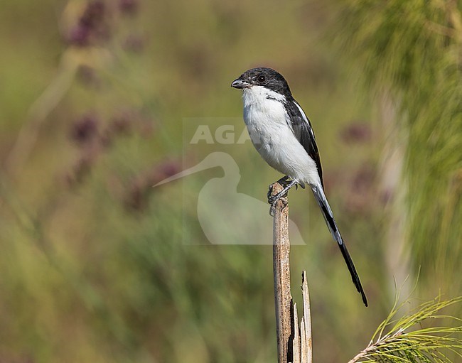 Northern Fiscal (Lanius humeralis) perched on a stick. stock-image by Agami/Yoav Perlman,