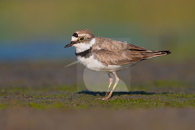 Worn adult Little Ringed Plover, Charadrius dubius, during summer in Italy. stock-image by Agami/Daniele Occhiato,