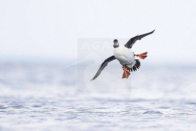 Adult male Common Goldeneye, Bucephala clangula ssp. clangula) landing on the water on a local lake in Germany. Both feets stretched to use as breaks. stock-image by Agami/Ralph Martin,
