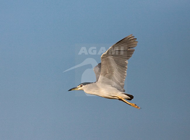 Black-crowned Night Heron adult flying; Kwak volwassen vliegend stock-image by Agami/Marc Guyt,