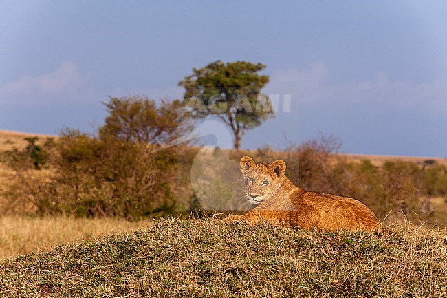 A lion cub, Panthera leo, resting on a termite mound. Masai Mara National Reserve, Kenya. stock-image by Agami/Sergio Pitamitz,