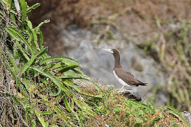 Brown Booby (Sula leucogaster leucogaster) perched on a cliff on Trinidad and Tobago. stock-image by Agami/Glenn Bartley,