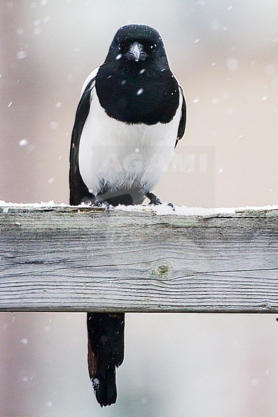 Eurasian Magpie (Pica pica) perched on garden fence during  snowfall stock-image by Agami/Menno van Duijn,