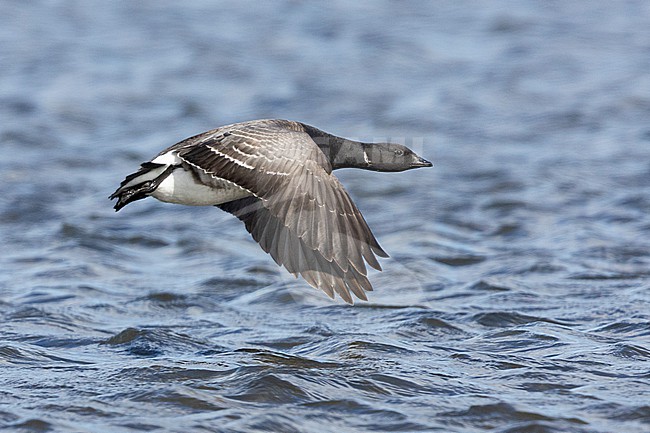Brant Goose (Branta bernicla hrota), side view of an adult in flight, Capital Region, Iceland stock-image by Agami/Saverio Gatto,