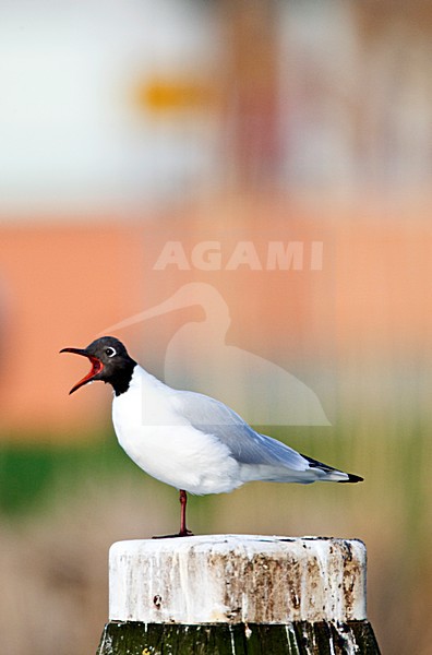 Kokmeeuw in zit op dukdalf; Black-headed Gull perched on a pole stock-image by Agami/Marc Guyt,