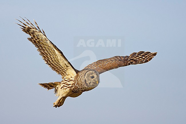 Adult
Osceola Co., FL
February 2006 stock-image by Agami/Brian E Small,