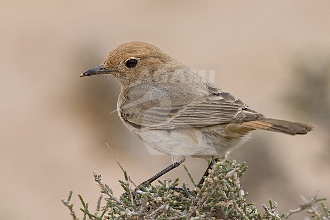 Red-rumped Wheatear female perched on small bush, Roodstuittapuit vrouwtje zittend op struik stock-image by Agami/Daniele Occhiato,
